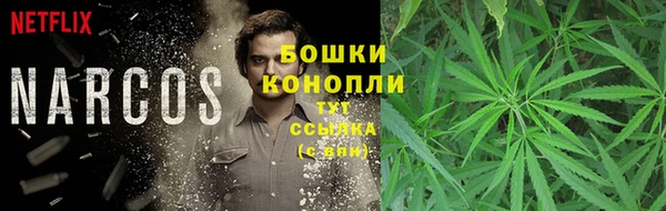 сатива Елабуга